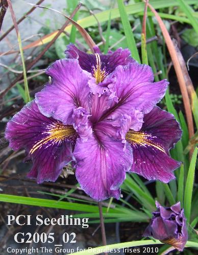 PCI Seedling G2005_02